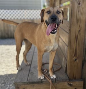 Darla, Young Female Mixed Breed