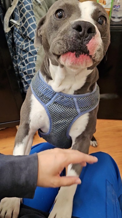 Azul
