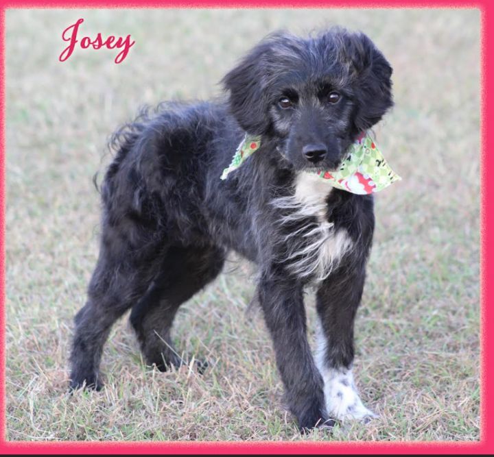 Josey in TX 1