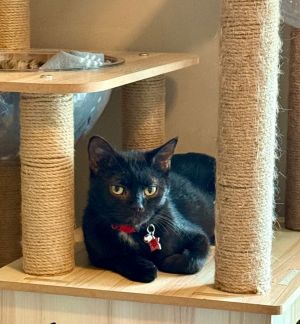 My name is Chai and Ive been with the rescue for over a year I want to find that perfect