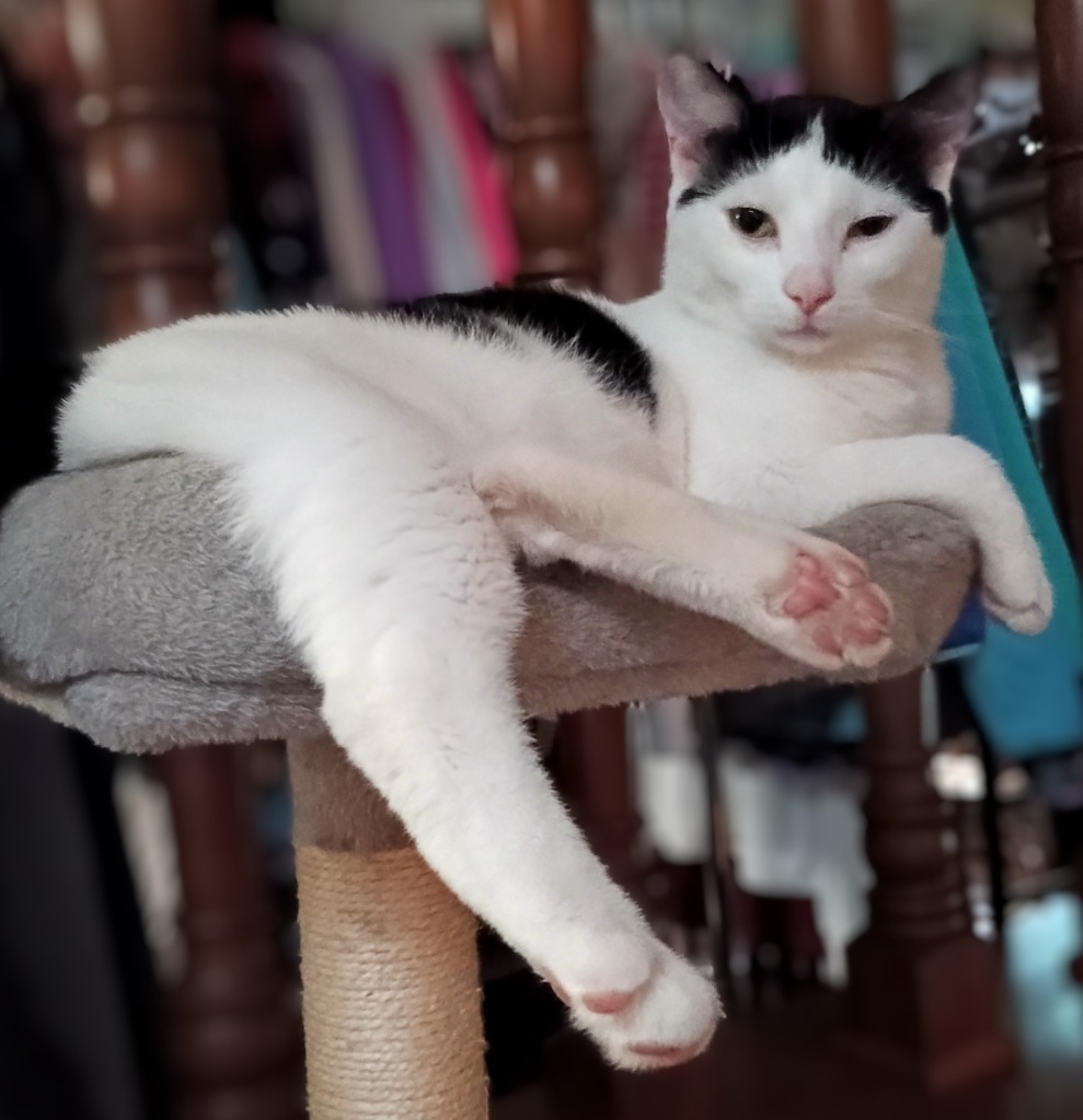 Sam, an adoptable Domestic Short Hair in Minnetonka, MN, 55343 | Photo Image 1