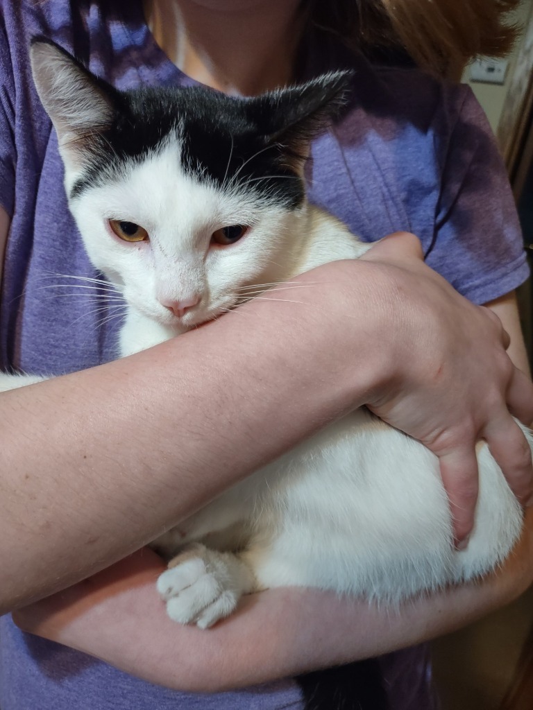 Sam, an adoptable Domestic Short Hair in Minnetonka, MN, 55343 | Photo Image 2