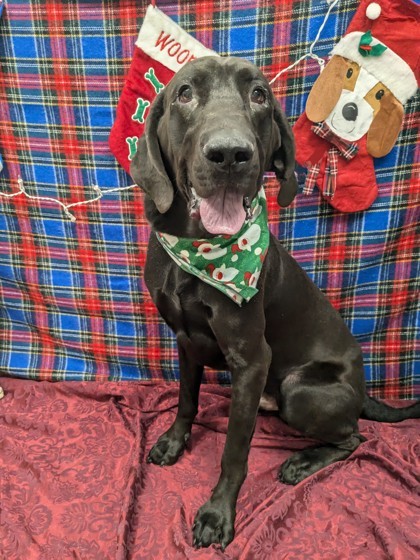 Zeke, an adoptable Bloodhound, Labrador Retriever in Gulfport, MS, 39501 | Photo Image 1