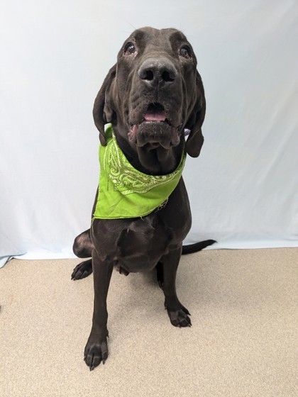 Zeke, an adoptable Bloodhound, Labrador Retriever in Gulfport, MS, 39501 | Photo Image 2