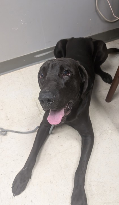 Zeke, an adoptable Bloodhound, Labrador Retriever in Gulfport, MS, 39501 | Photo Image 3