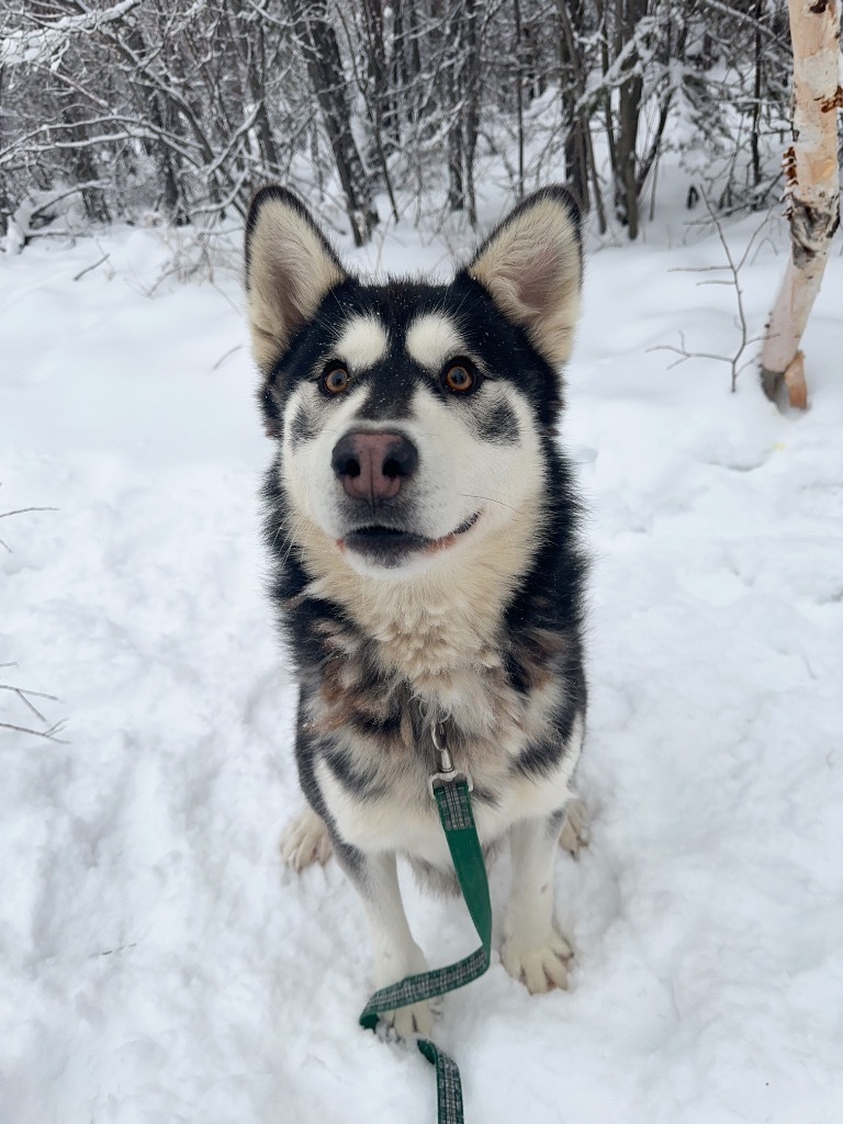 King, an adoptable Husky in Yellowknife, NT, X1A 2W5 | Photo Image 1