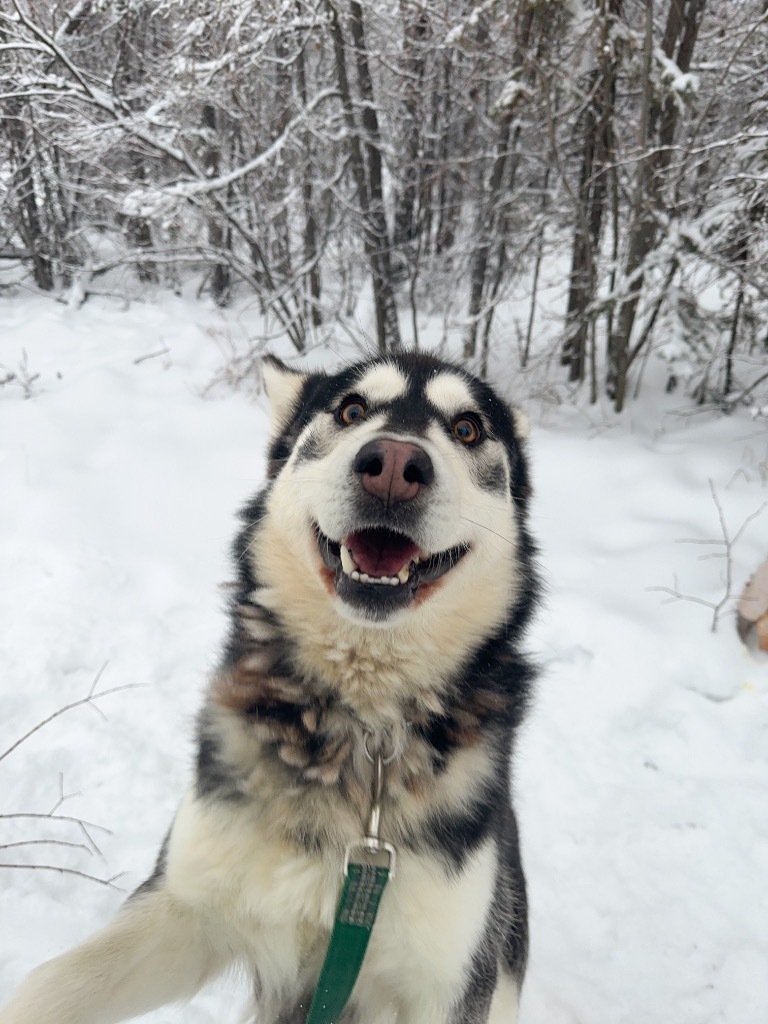 King, an adoptable Husky in Yellowknife, NT, X1A 2W5 | Photo Image 2