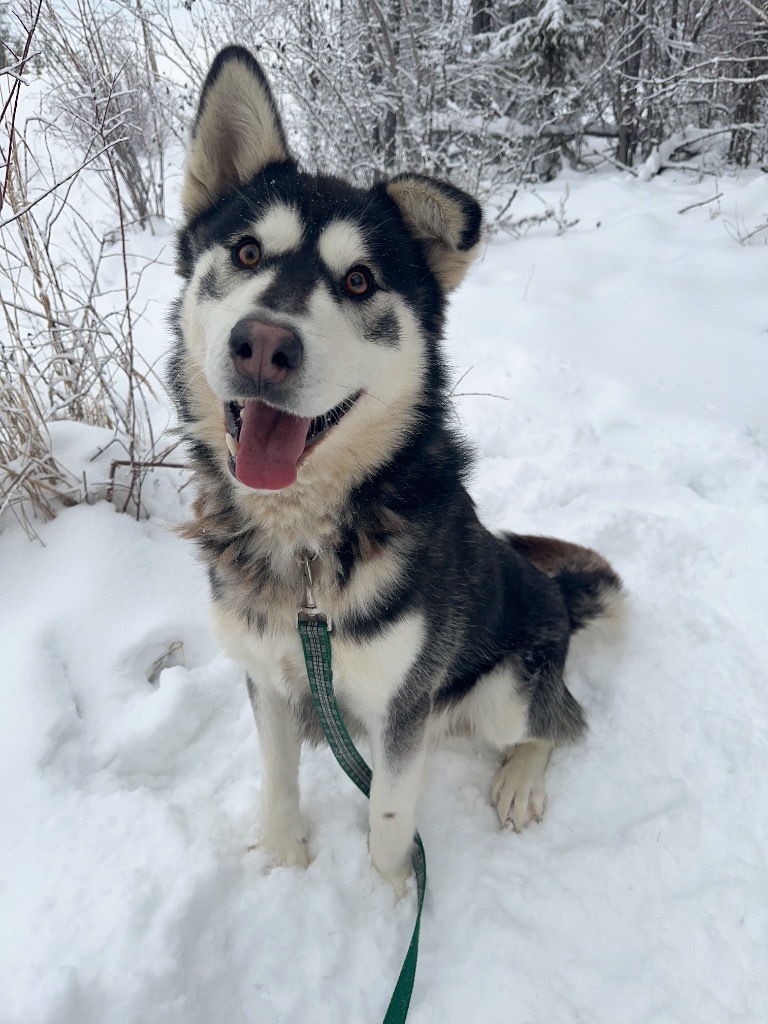 King, an adoptable Husky in Yellowknife, NT, X1A 2W5 | Photo Image 3