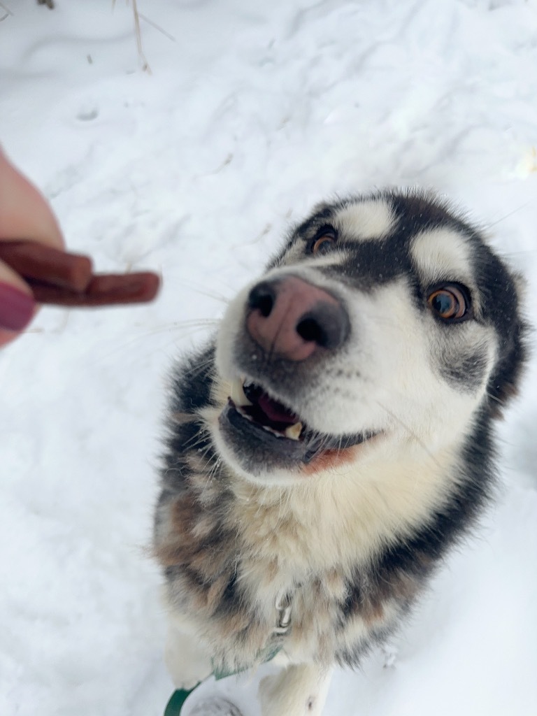 King, an adoptable Husky in Yellowknife, NT, X1A 2W5 | Photo Image 4