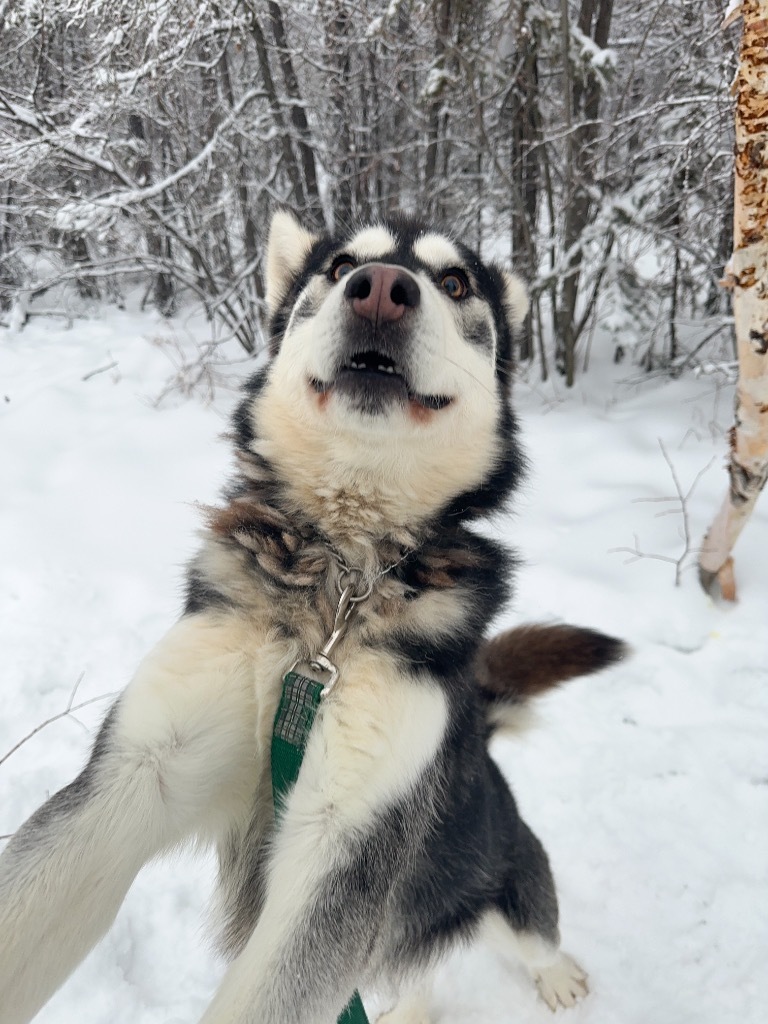 King, an adoptable Husky in Yellowknife, NT, X1A 2W5 | Photo Image 5