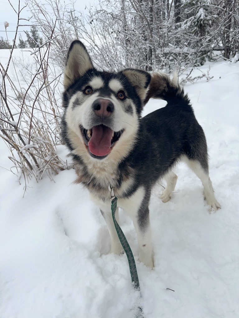 King, an adoptable Husky in Yellowknife, NT, X1A 2W5 | Photo Image 6