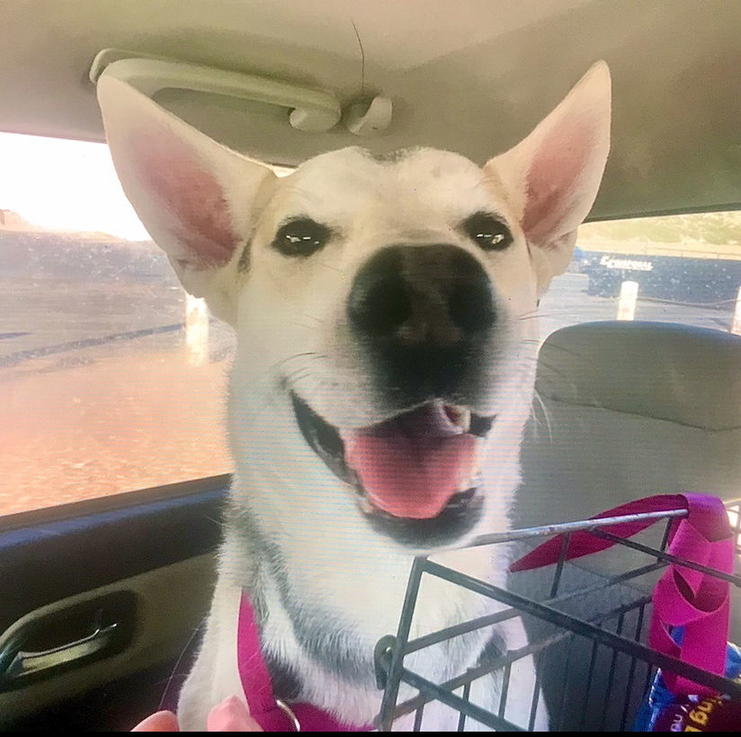 Archer, an adoptable Shepherd in Williamsburg, NM, 87942 | Photo Image 2