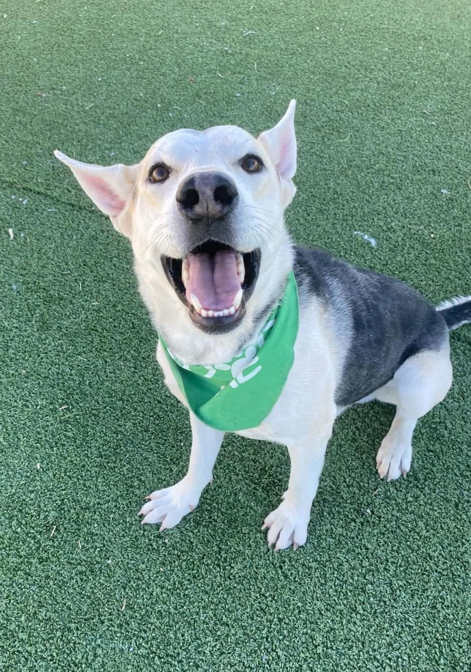 Archer, an adoptable Shepherd in Williamsburg, NM, 87942 | Photo Image 6