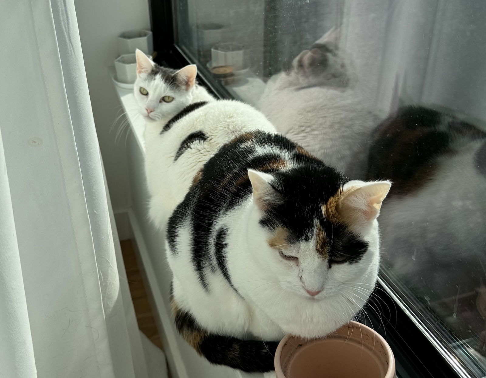 Luna and Logan