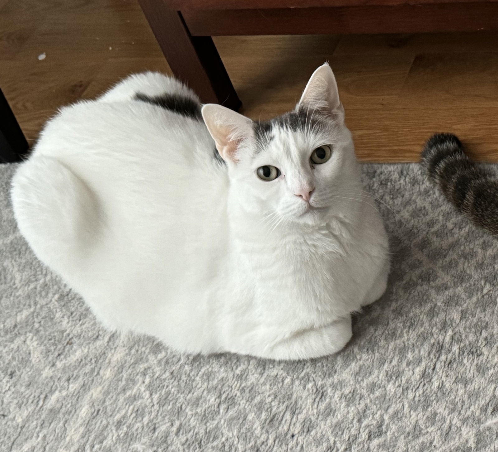 Luna and Logan