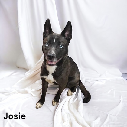 Josie 3