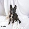 Josie