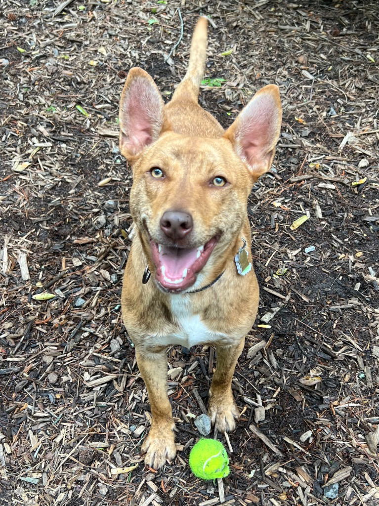 Atticus