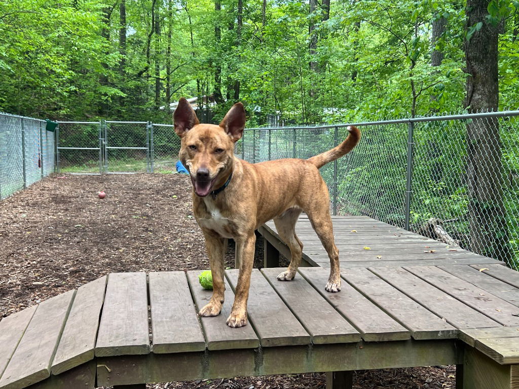 Atticus