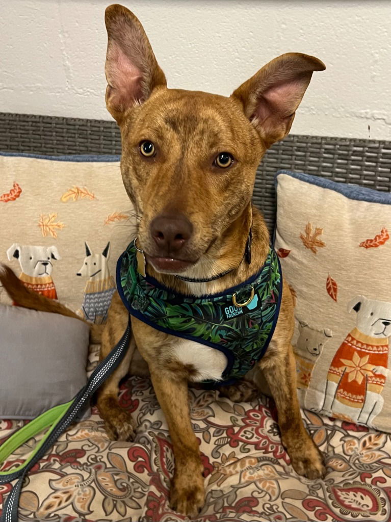 Atticus