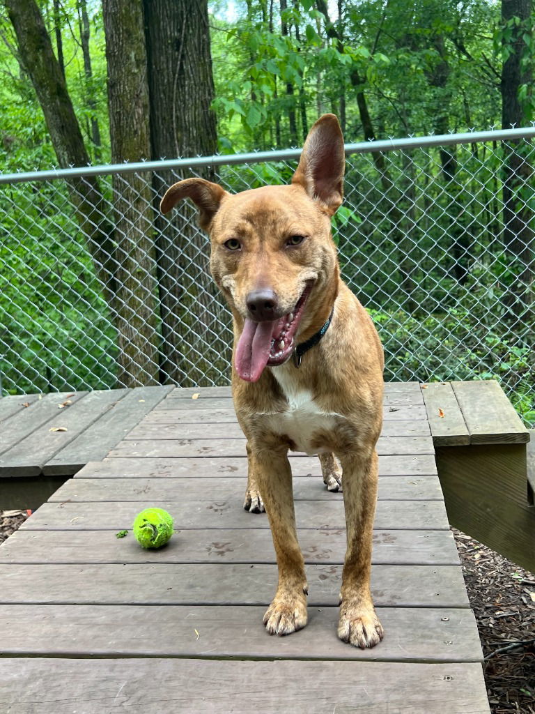 Atticus