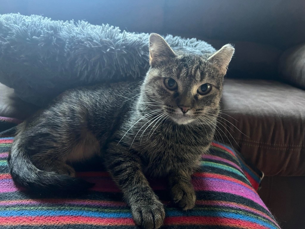 Gydget, an adoptable Domestic Short Hair in Fond Du Lac, WI, 54935 | Photo Image 1
