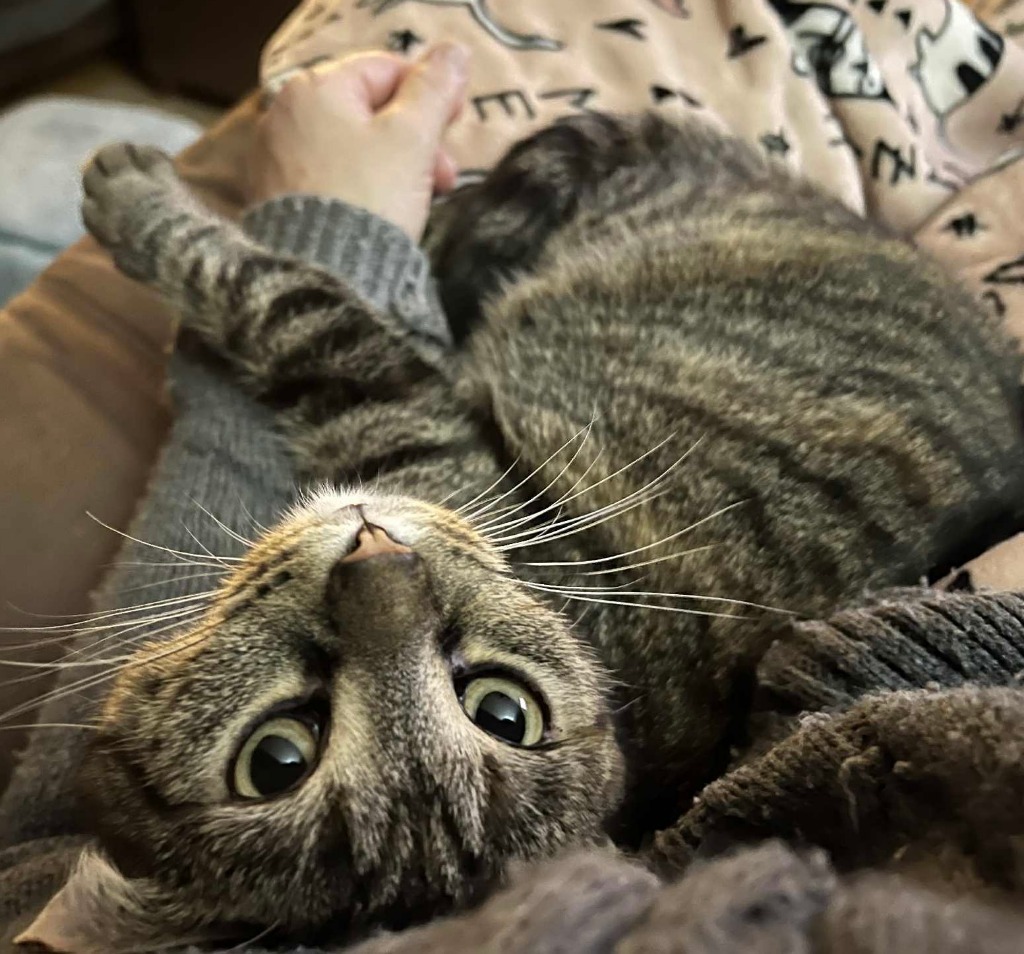 Gydget, an adoptable Domestic Short Hair in Fond Du Lac, WI, 54935 | Photo Image 1