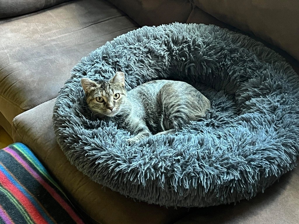 Gydget, an adoptable Domestic Short Hair in Fond Du Lac, WI, 54935 | Photo Image 2