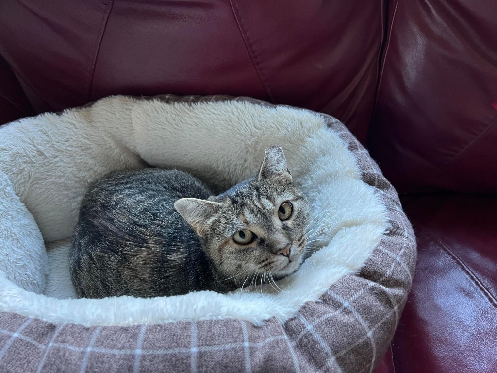 Gydget, an adoptable Domestic Short Hair in Fond Du Lac, WI, 54935 | Photo Image 3