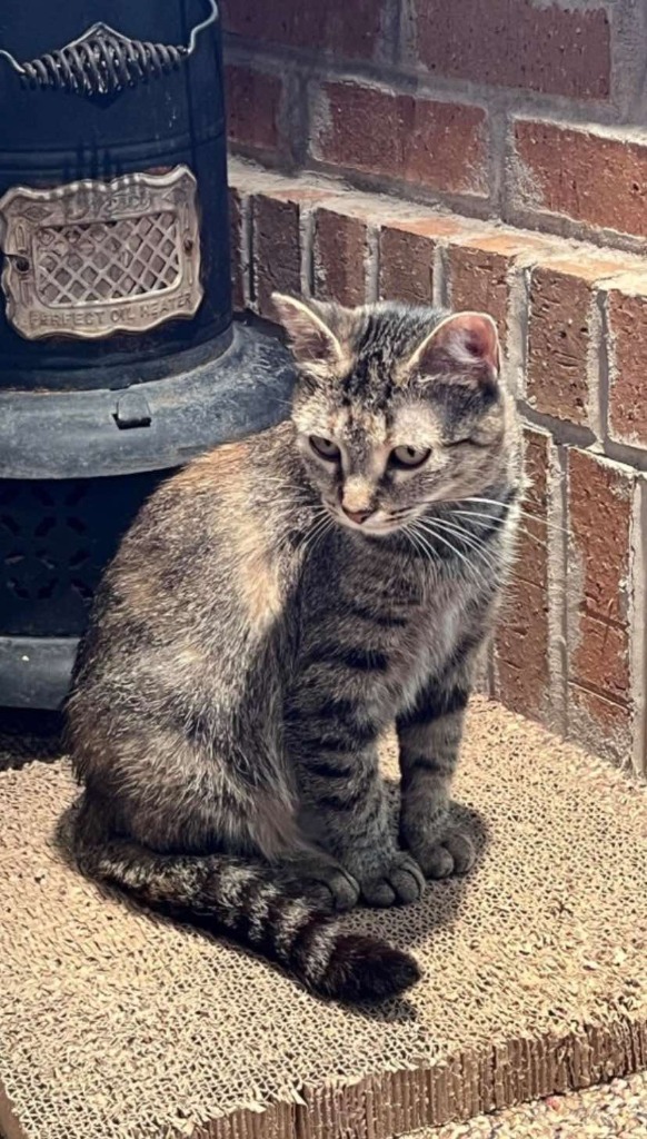 Gydget, an adoptable Domestic Short Hair in Fond Du Lac, WI, 54935 | Photo Image 4