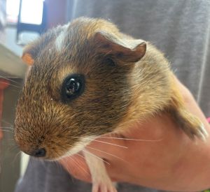 Guinea pig 10 Guinea Pig Small & Furry