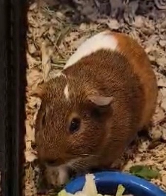 Scooby-(GP 10)-Bonded to Shaggy 1