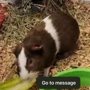 Shaggy (GP 11)-Bonded to Scooby