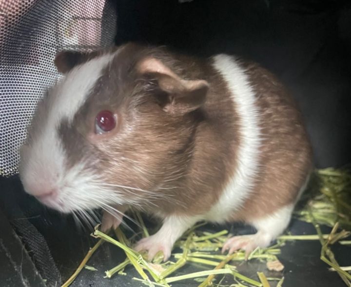 Shaggy (GP 11)-Bonded to Scooby 2