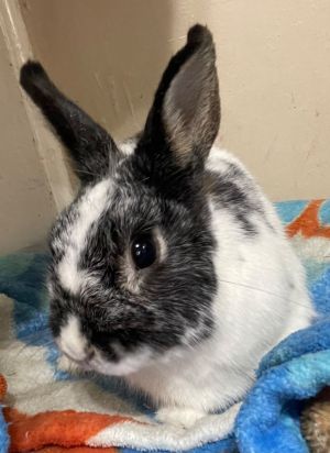 Marbie American Rabbit