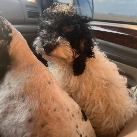 Chevelle, an adoptable Cockapoo in Normal, IL, 61761 | Photo Image 2