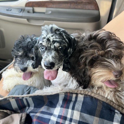 Chevelle, an adoptable Cockapoo in Normal, IL, 61761 | Photo Image 3