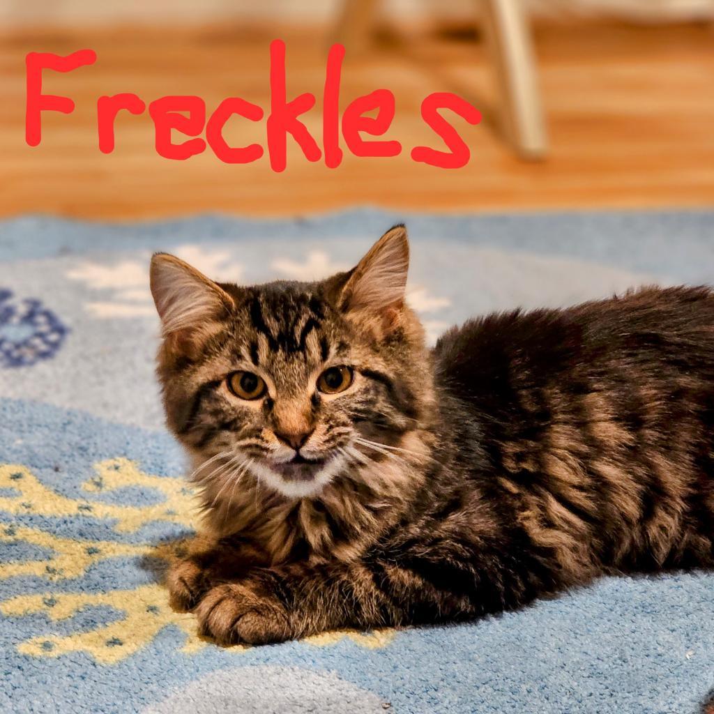 Pixie's Babies - Freckles