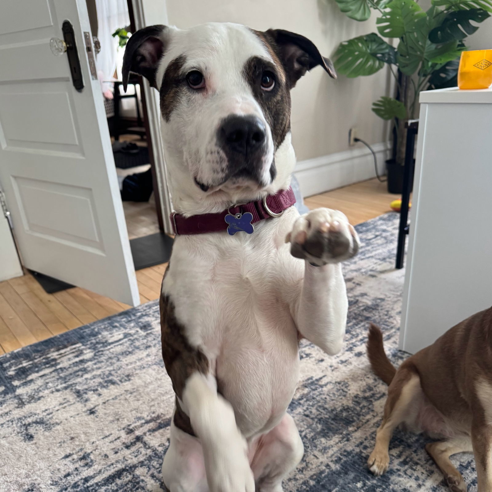 Possum, an adoptable Pit Bull Terrier in Fargo, ND, 58103 | Photo Image 1