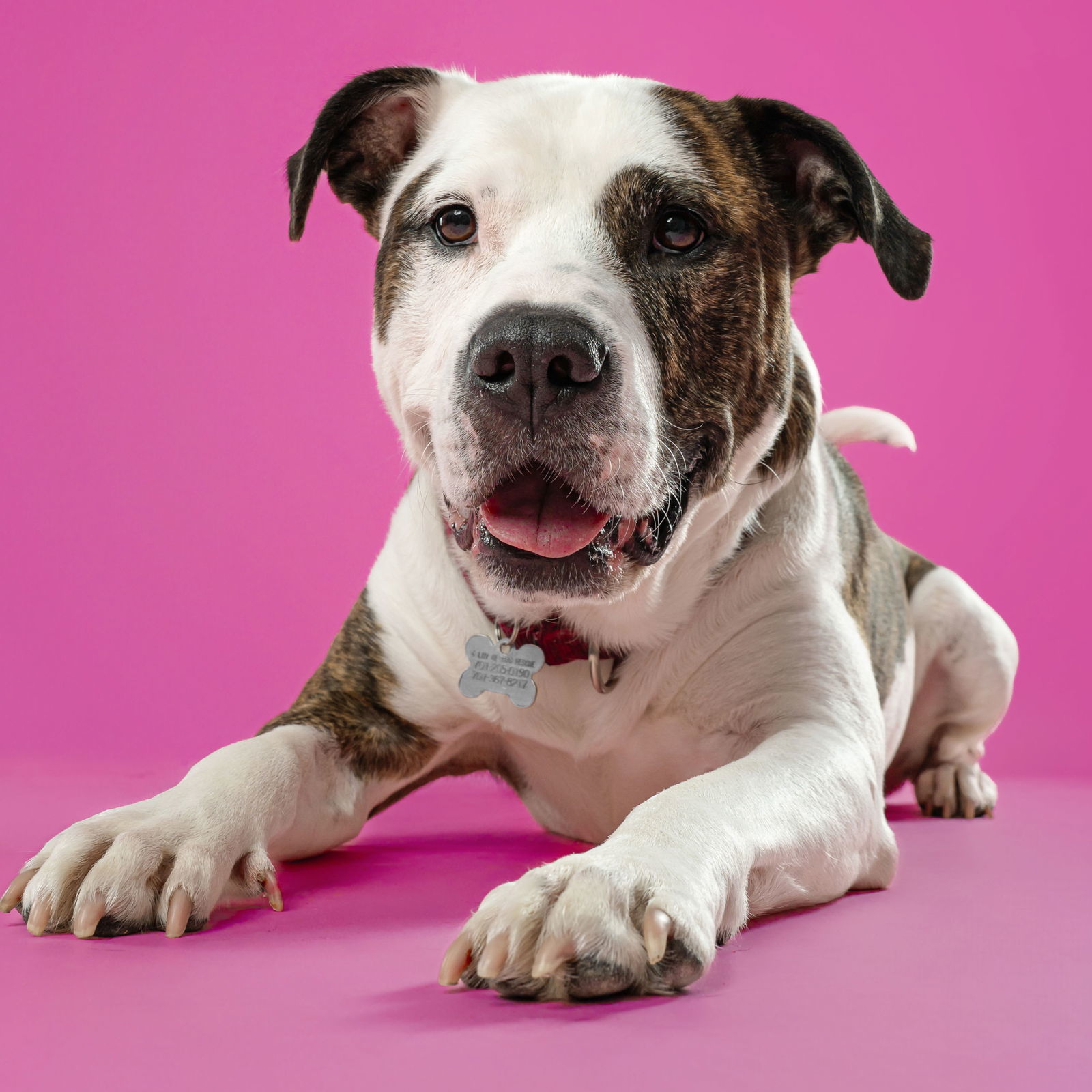 Possum, an adoptable Pit Bull Terrier in Fargo, ND, 58103 | Photo Image 1