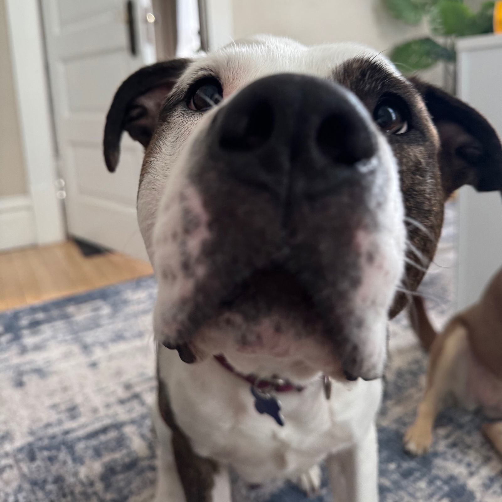 Possum, an adoptable Pit Bull Terrier in Fargo, ND, 58103 | Photo Image 2