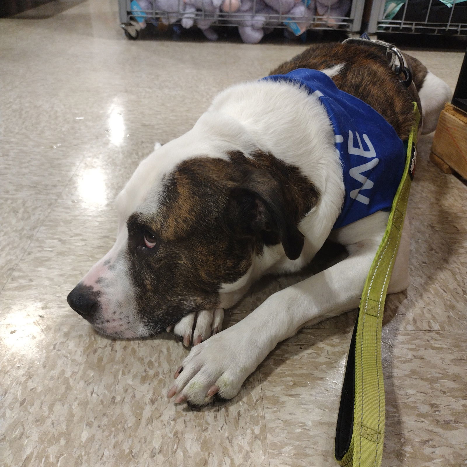 Possum, an adoptable Pit Bull Terrier in Fargo, ND, 58103 | Photo Image 2