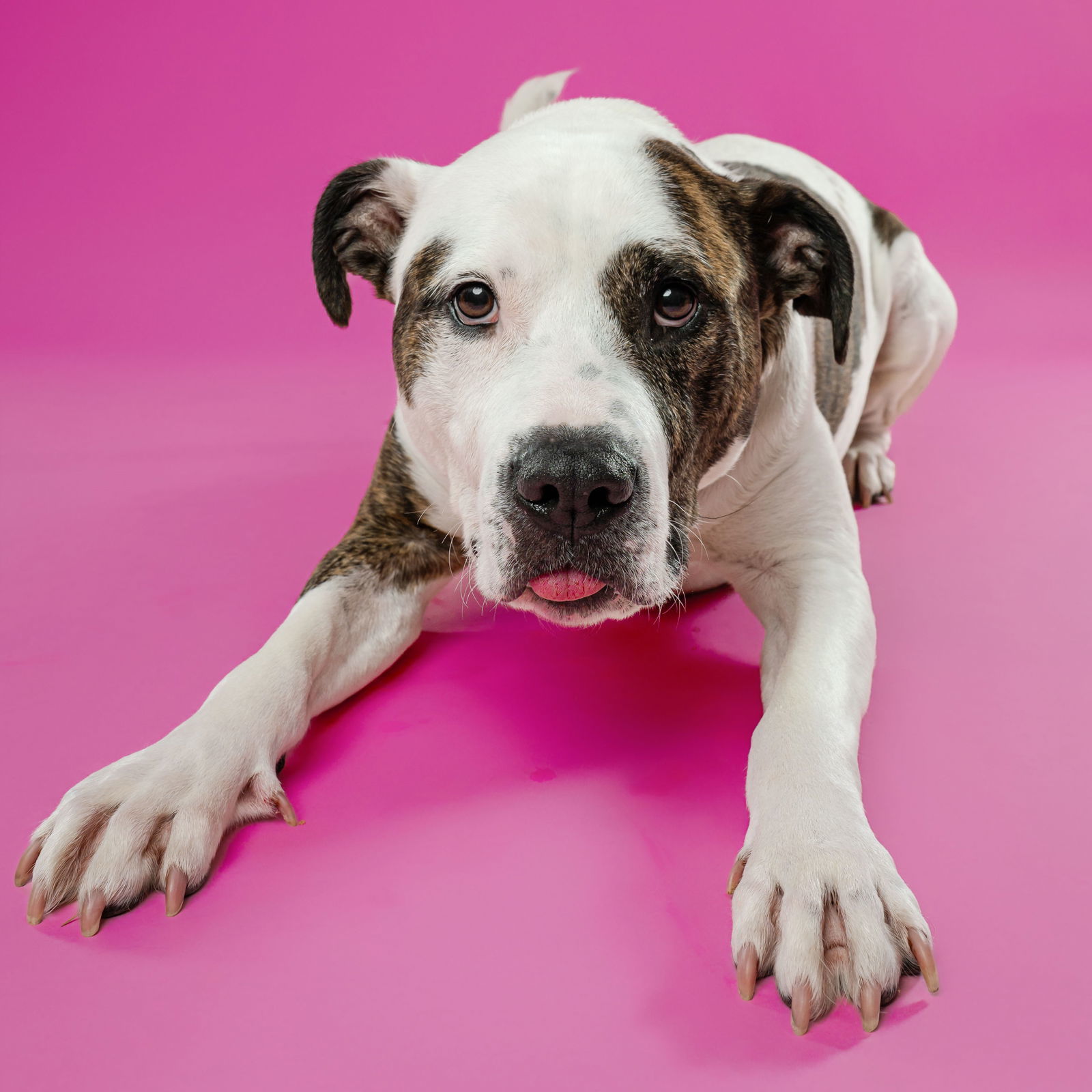 Possum, an adoptable Pit Bull Terrier in Fargo, ND, 58103 | Photo Image 2