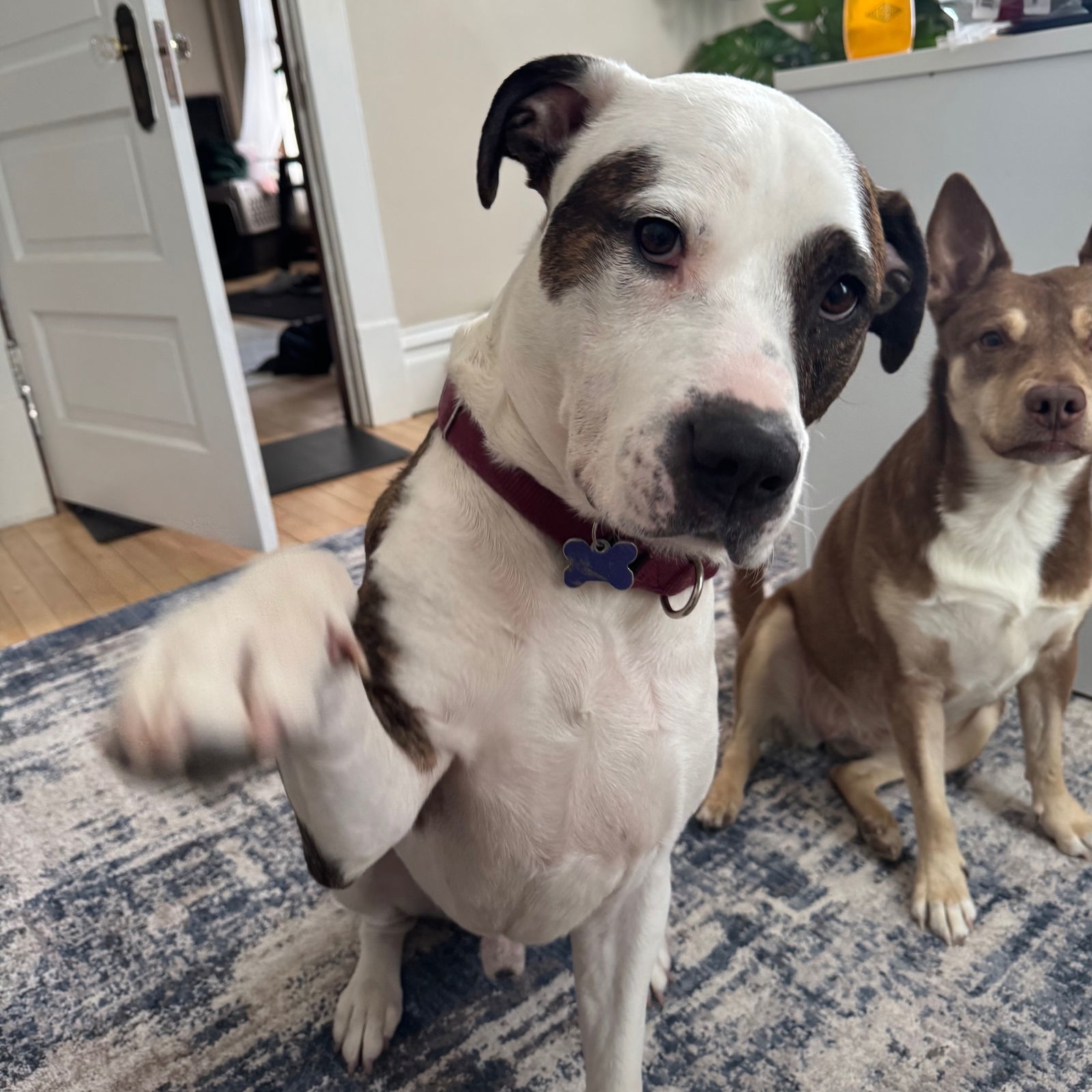 Possum, an adoptable Pit Bull Terrier in Fargo, ND, 58103 | Photo Image 3
