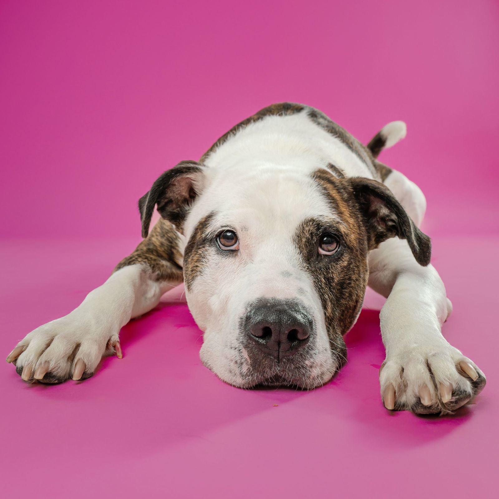 Possum, an adoptable Pit Bull Terrier in Fargo, ND, 58103 | Photo Image 3