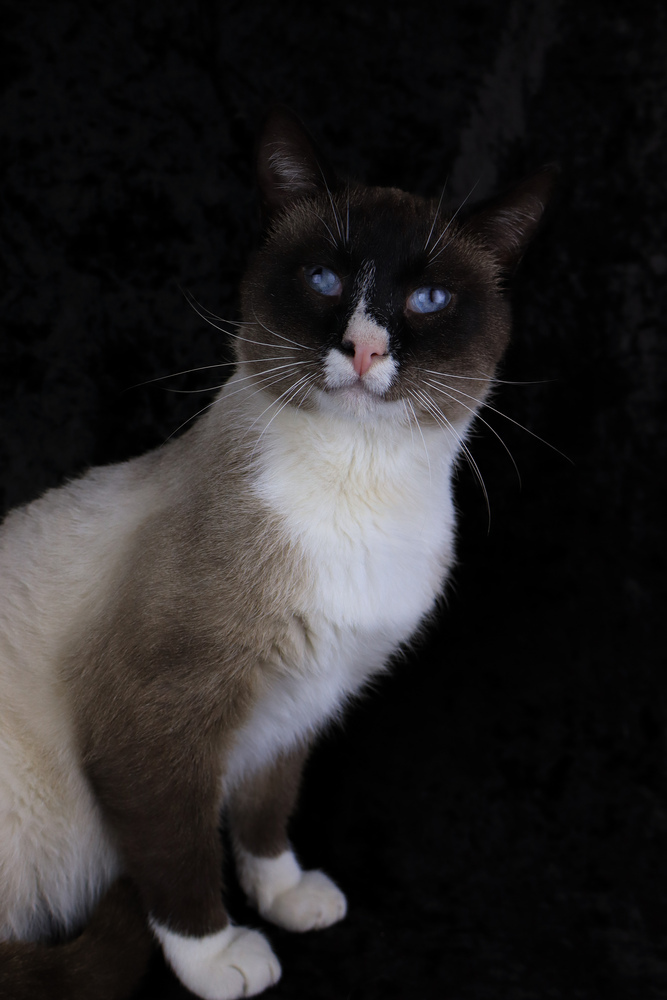 Bruno, an adoptable Snowshoe in Lewisburg, TN, 37091 | Photo Image 1