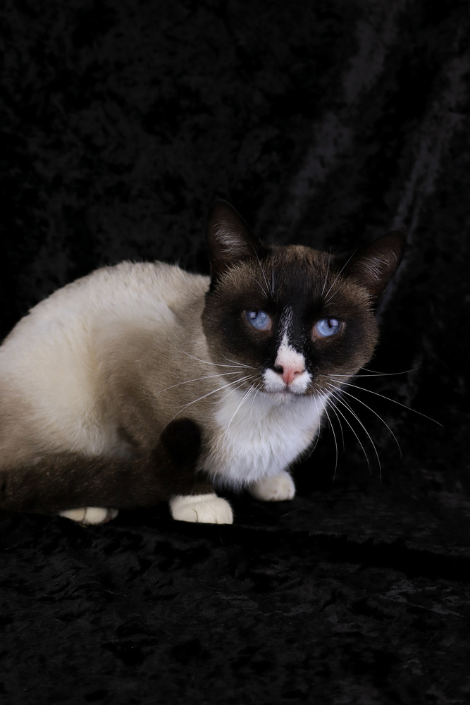 Bruno, an adoptable Snowshoe in Lewisburg, TN, 37091 | Photo Image 3