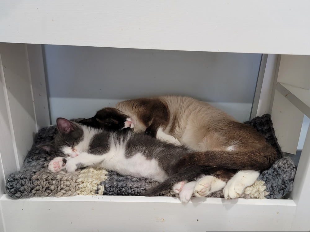 Bruno, an adoptable Snowshoe in Lewisburg, TN, 37091 | Photo Image 4