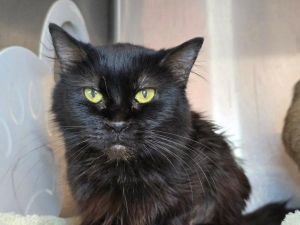 Boo, Senior Female unknown