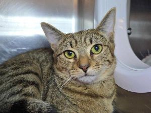 Beebo, Young Female Domestic Short Hair